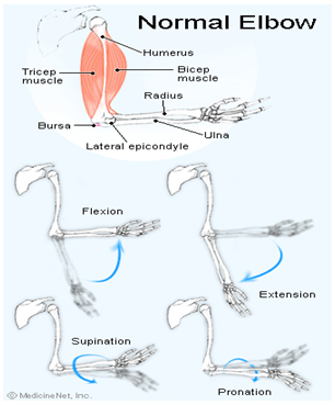 extensia articulațiilor cotului brațelor în timpul extensiei