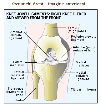 ligamentul extern al genunchiului doare