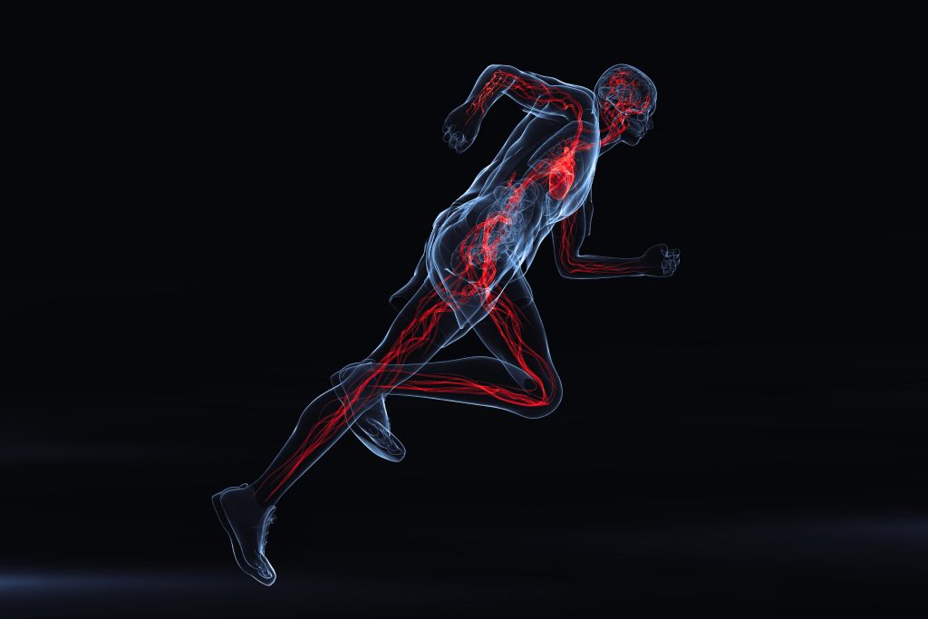 Sistemul vascular și efortul fizic