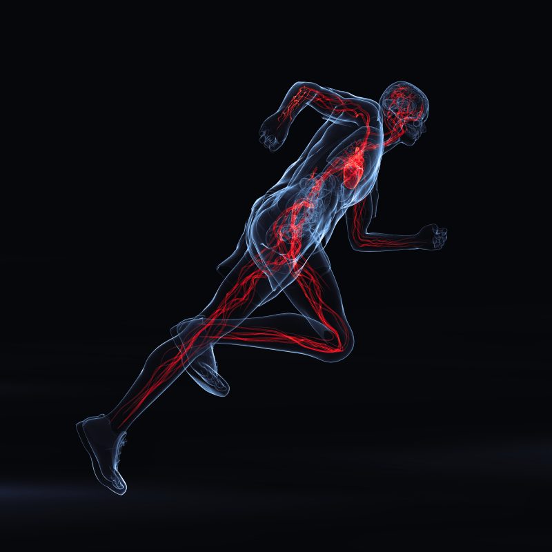 Sistemul vascular și efortul fizic